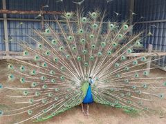-西霞口神雕山野生动物世界