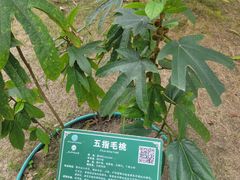 -广西壮族自治区药用植物园