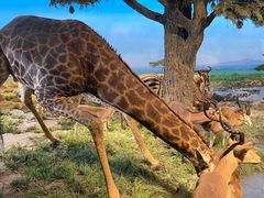 -国家自然博物馆