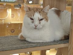 -平行世界·猫咖(首经贸店)