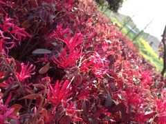 iphone_upload_pic-高东镇樱花园