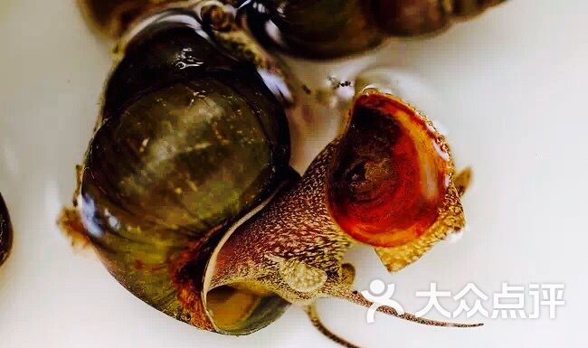 口水螺--菜图片-昆明美食-大众点评网