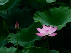 -洛阳市隋唐城遗址植物园