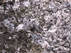 -北京凤凰岭