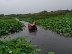 -荷塘月色湿地公园·向阳花洲