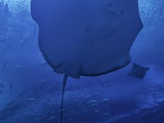 -珠海长隆海洋王国