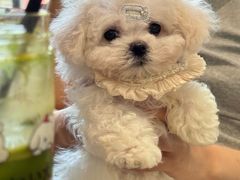 -天使宠物医院·犬猫分诊(彩虹店)