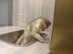 -飞行喵MR PILOT|猫舍·猫咖(静安大融城店)