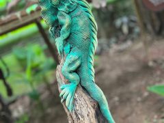 -呀路古热带植物园