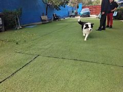 -宠物寄养训练学校