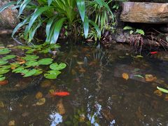 -山大王菌莊