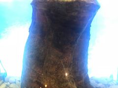 -亮宝楼国宴+文化陕菜