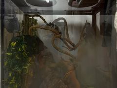 -酷以爬仙阁实体爬宠店·守宫·蜥蜴·专业繁育