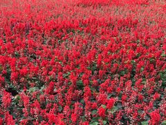 -上海市龙华烈士陵园