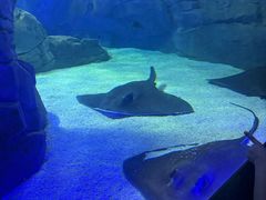 -瑞普利水族馆