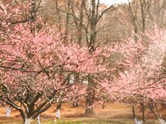 -上海海湾国家森林公园