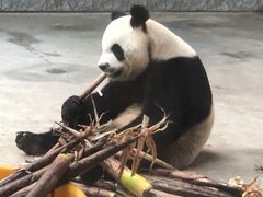 -西安秦岭野生动物园