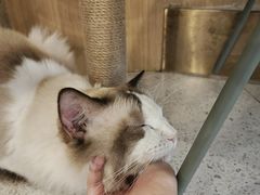 -飞行喵MR PILOT|猫舍·猫咖(静安大融城店)