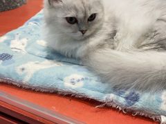 -babydoll猫舍·米努特·德文·缅因(久光中心店)