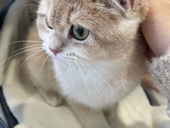 -艾吉宠物医院·疑难杂症转诊中心·猫友好(碧江路院)