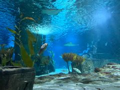 -凯莉-塔尔敦海洋生物水族馆