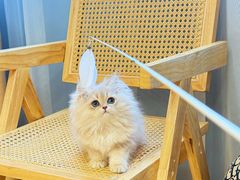 -猫十亿·布偶金渐层·曼基康矮脚猫舍(青年路店)