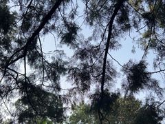 -香山公园