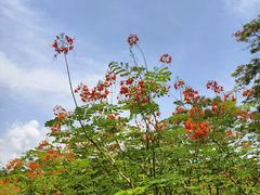 -中国科学院西双版纳热带植物园