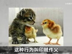 -陈麻婆豆腐(旗舰店)