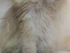 -十月米努特矮脚猫舍