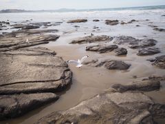 -摩拉基大圆石
