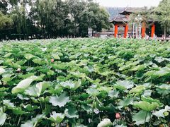 -四川大学(望江校区)