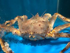 -蟹田居·活蟹料理(东城店)