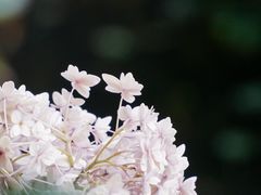 -谷咖啡·鲜花绿植花园餐厅