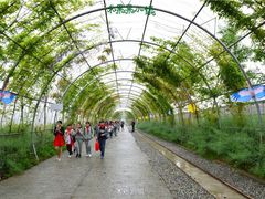 紫藤大道-米果果小镇