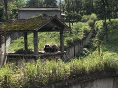 -中国大熊猫保护研究中心雅安碧峰峡基地