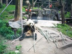 -都江堰中华大熊猫苑