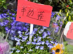 -溪岸路花鸟市场