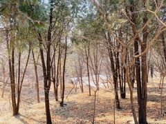 -北京西山国家森林公园