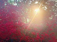 -天适樱花悠乐园