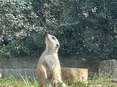 -红山森林动物园