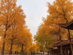 -金塔沙漠胡杨林景区