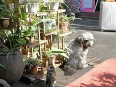 -老宅原住民沙茶面精品小吃(龙头路店)
