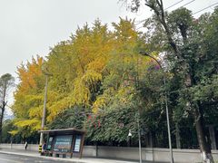 -望江楼公园