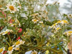 -肥朵食堂(带梦胡同店)