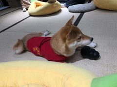 -逗柴咖啡屋·狗咖猫咖宠物桌游