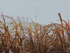 -重庆彩云湖湿地公园