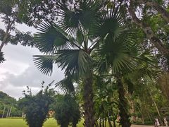 -中国科学院西双版纳热带植物园