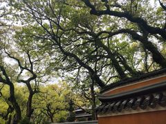 -普陀山风景名胜区-法雨禅寺