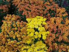 -松山湖梦幻百花洲